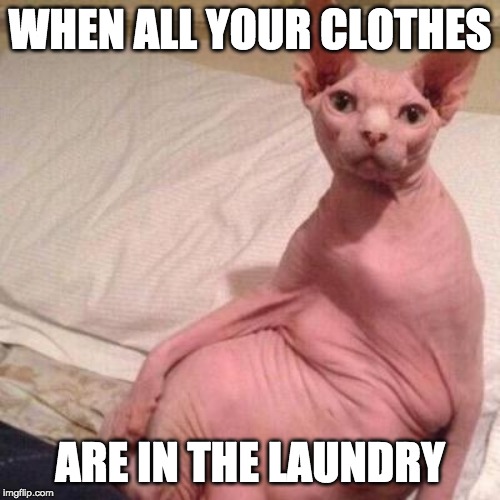 photo of a naked cat lying in bed with the caption: when all your clothes are in the laundry