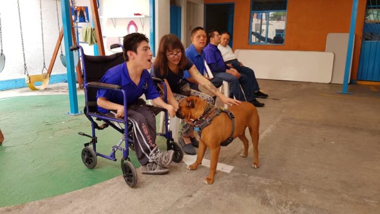 woman training dog assisted therapy