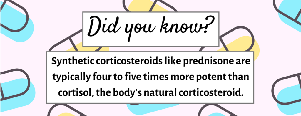 Did you know? Synthetic corticosteroids like prednisone are typically four to five times more potent than cortisol, the body's natural corticosteroid.
