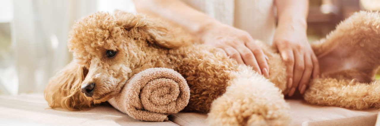 Woman giving body massage to a dog.