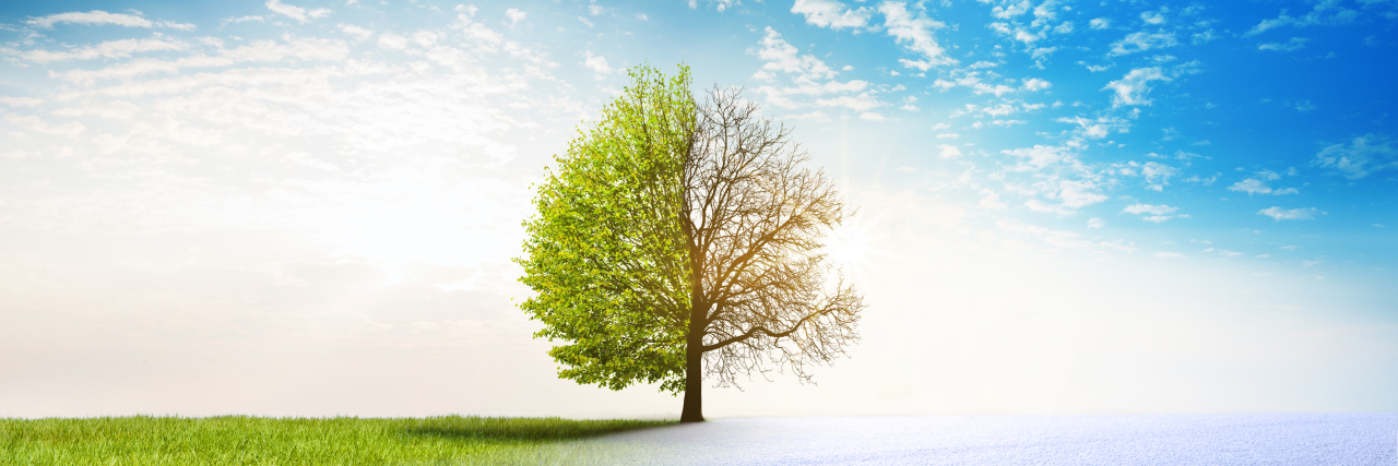 Redefining 'Productivity' When You're Chronically Ill Tree through the seasons.