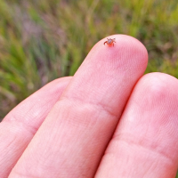 a small tick on a man's fingertip