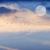 Moon and birds in sky during the day.