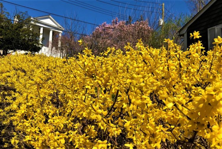 field of yellow flowers