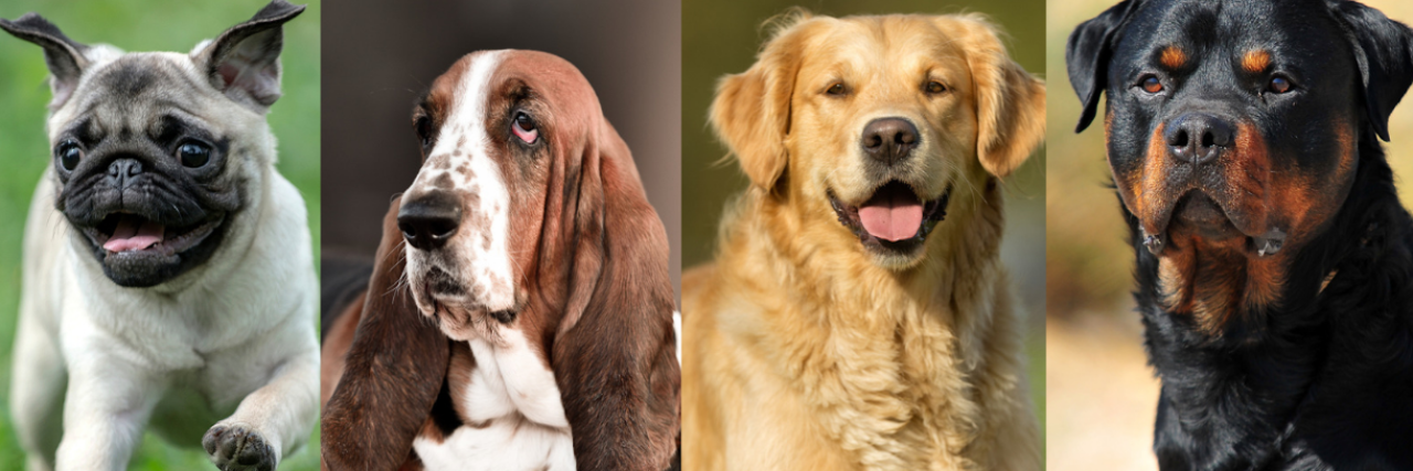 Chronic Illness Dog Breed Quiz pug, basset hound, golden retriever, rottweiler