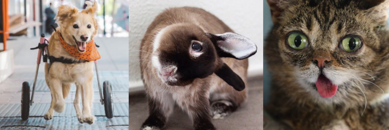 Disabled Pets You Should Follow on Instagram
