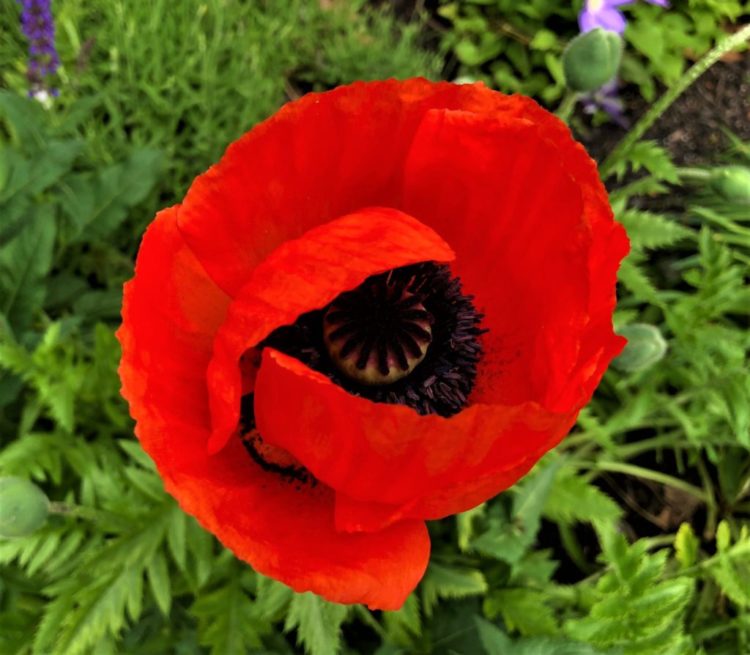 red poppy flower