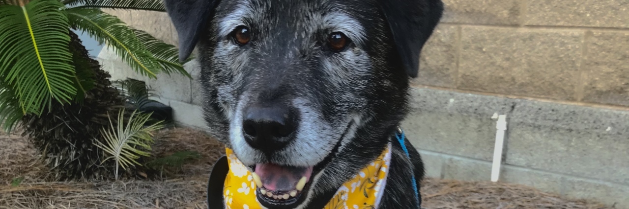 Winnie the service dog, a black dog with graying face wearing a yellow bandanna.
