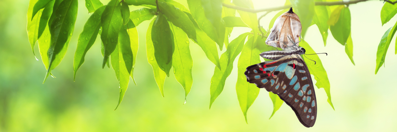 Helping Students With Learning Disabilities Who Have School Anxiety Butterfly emerging from chrysalis.