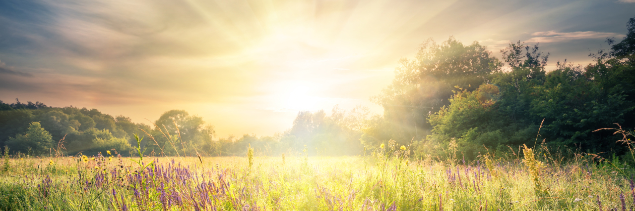 Avoiding the Summer Sun Due to Lupus Meadow with wildflowers under the bright sun.