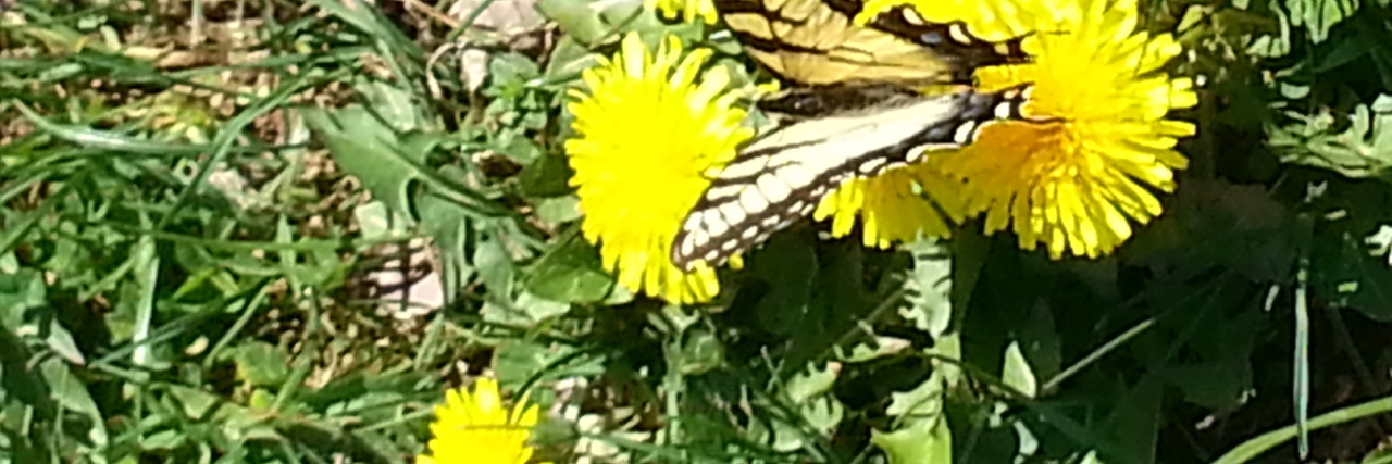 Letter to Pediatric Nurses, From a Thankful Mom Butterfly on a flower.