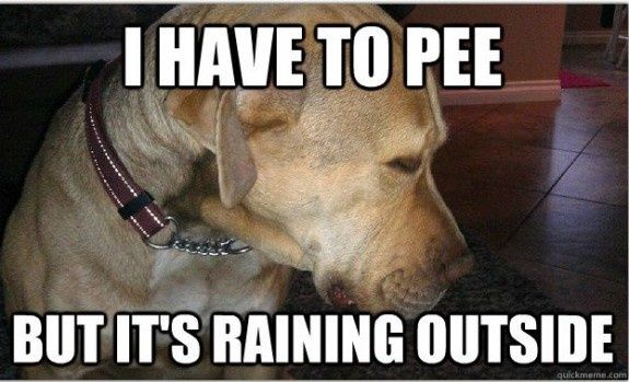 dog needs to pee rain