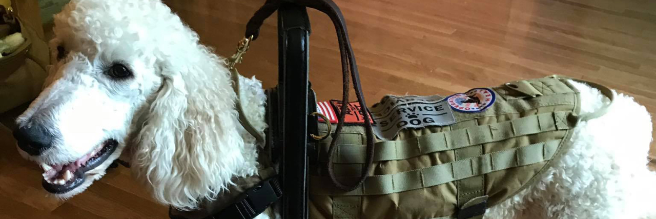 How Aggressive Fake Service Dogs Harm Real Service Dog Teams Toad, a white poodle service dog wearing a balance support harness.
