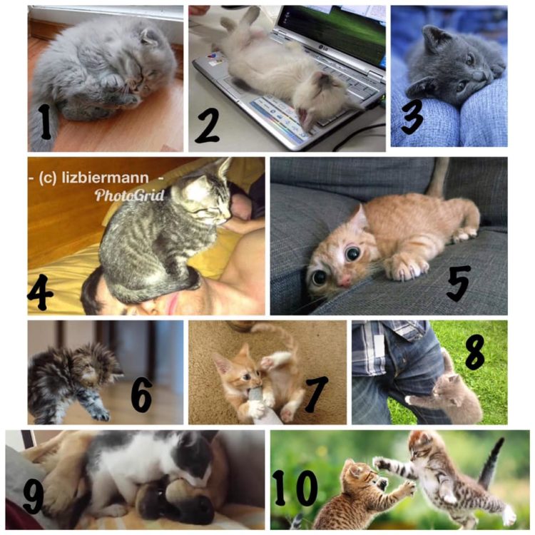 cats alternative pain scale options