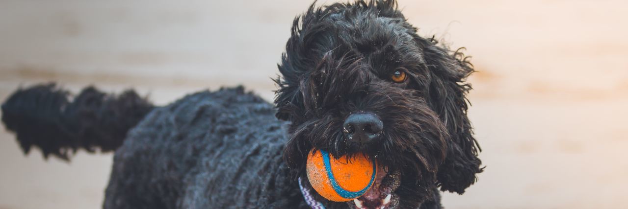 Black poodle with orange ball in mouth, blue collar on a beach