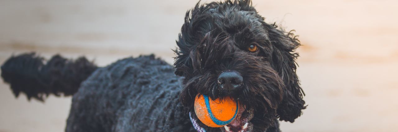 What Losing My Dog Taught Me About Grief Black poodle with orange ball in mouth, blue collar on a beach