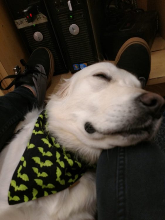 picture of a dog applying pressure therapy to someone with anxiety
