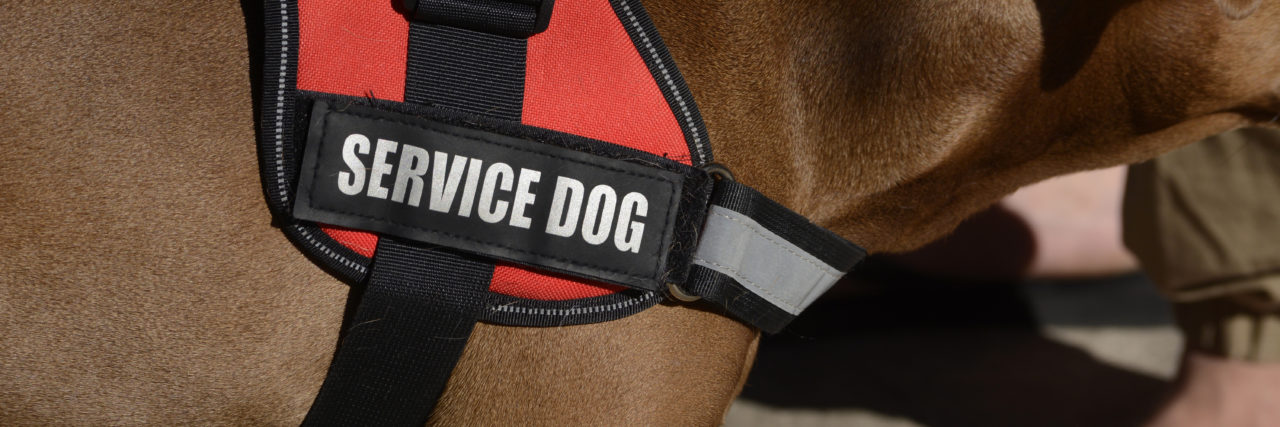 Having a Service Dog in College A service dog at work