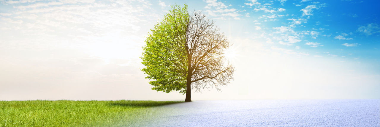 Grappling With 'After' While Grieving My Adult Child's Death A tree split in half, with spring represented on the left side and winter on the right