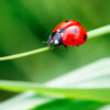 Ladybug on a blade of grass.