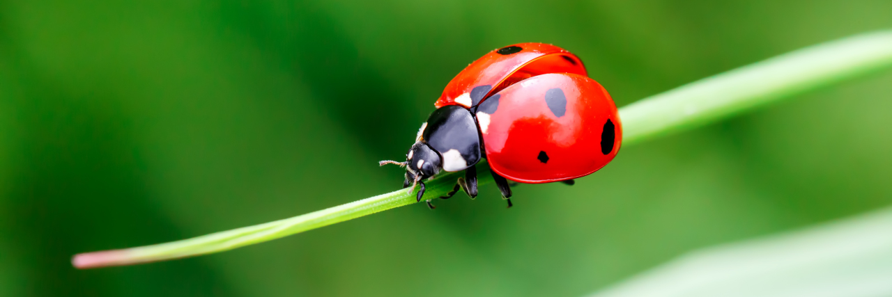 Please Don't Use Autistic Self-Regulation Activities as Rewards Ladybug on a blade of grass.