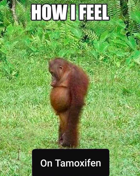 how i feel on tamoxifen. image of orangutan 
