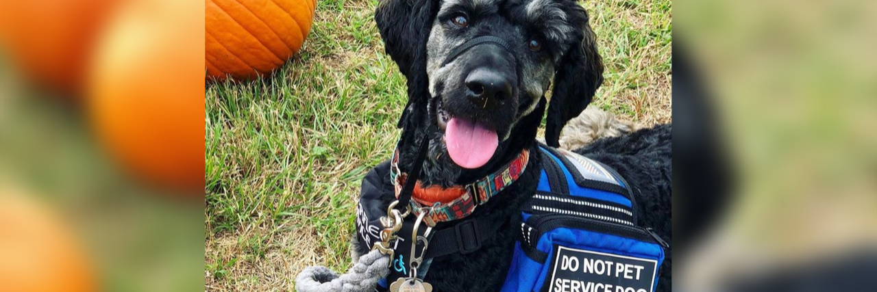 Shelby's service dog visiting a pumpkin patch.