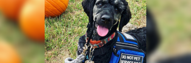 Shelby's service dog visiting a pumpkin patch.