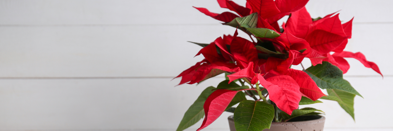 Poorly Placed Holiday Decorations Can Be Hazardous to Blind People Christmas flower poinsettia on white table.