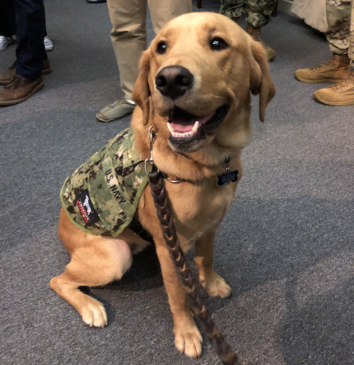 Although service dogs are commonly seen at the Uniformed Services University of the Health Sciences, Shetland, a retriever mix, is a clinical instructor in the Department of Medical and Clinical Psychology. (Julie Rovner/KHN)