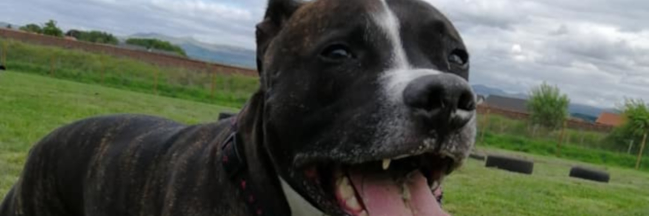 Tips for Keeping Your Pet Entertained When You're Sick the author's dog