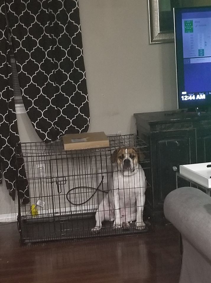A dog in a cage
