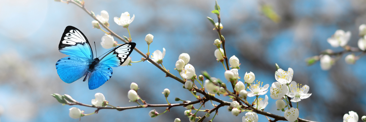 The Mixed Emotions of Living With Chronic Illness Cherry blossoms with butterfly.