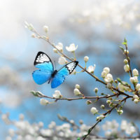 Cherry blossoms with butterfly.