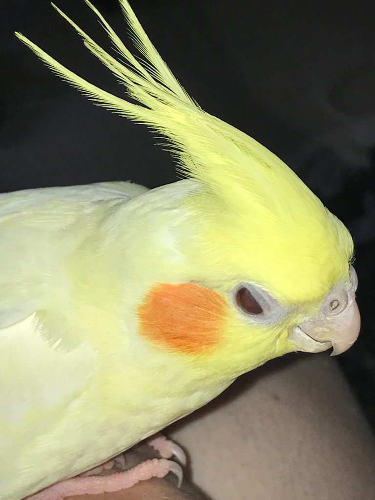 photo of contributor's Lutino cockatiel Kiwi perched on finger