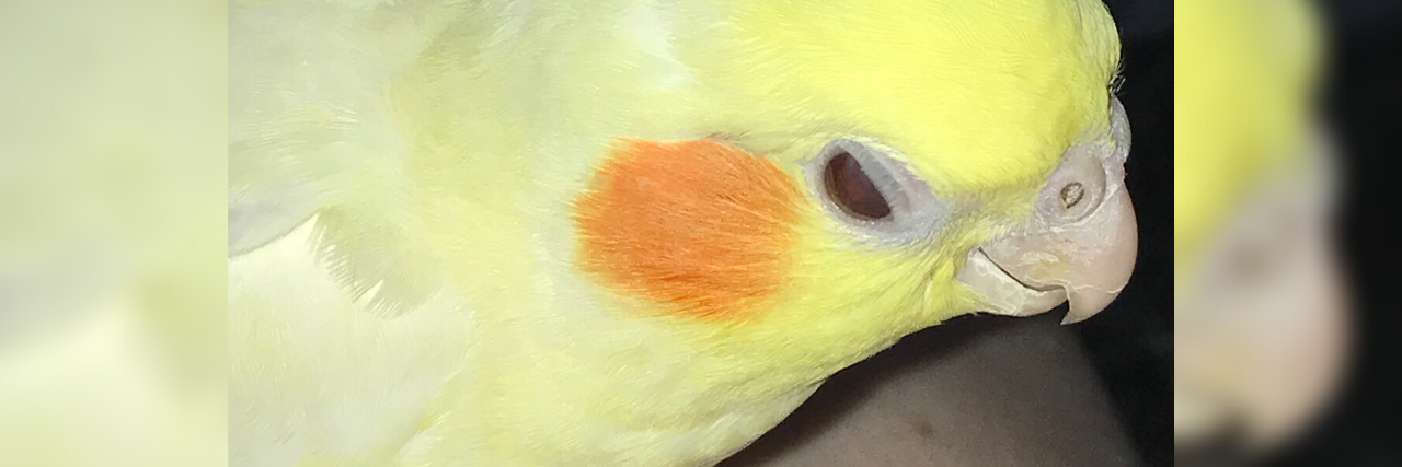 Lessons in Mindfulness From This Cute Animal photo of contributor's Lutino cockatiel Kiwi perched on finger