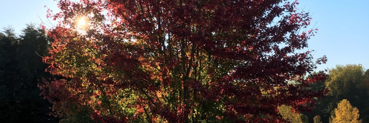 an autumn tree in a large field