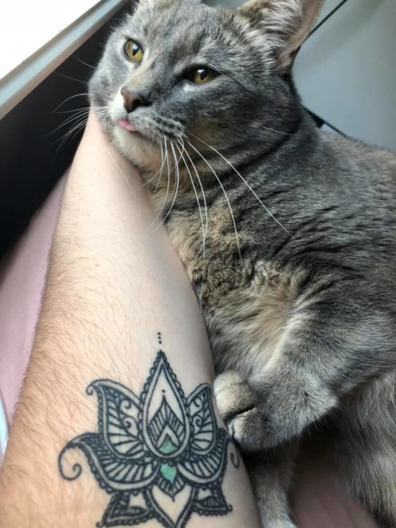 An arm displaying a lotus tattoo is shown stroking a gray cat.