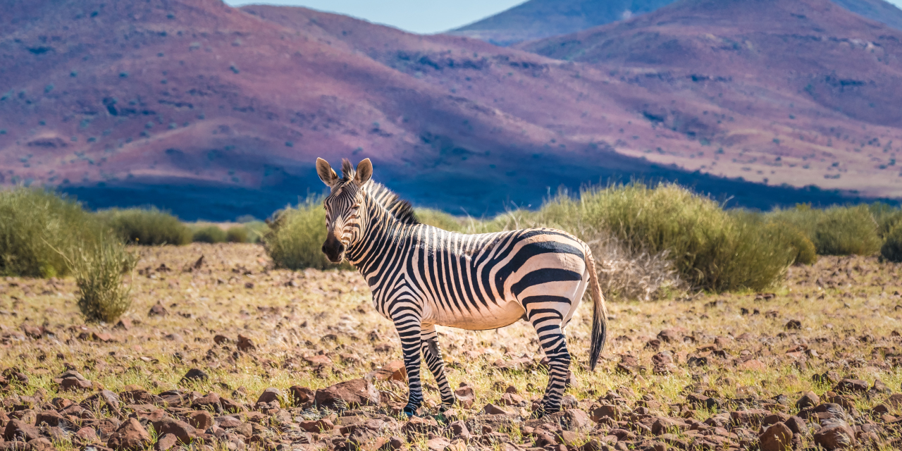 doctors-don-t-dismiss-a-medical-zebra-the-mighty