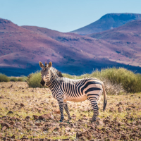 Zebra roaming volcanic landscapes, Palmweg, Kunene, Namibia.