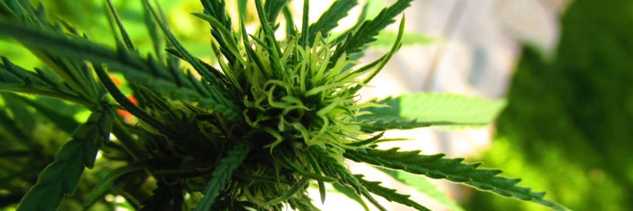 Fighting the 'Stoner Stigma' as a Medical Cannabis Patient cannabis plant