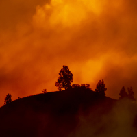 Hill with trees about to burn in wildfire.