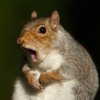 Grey squirrel making a dramatic face.