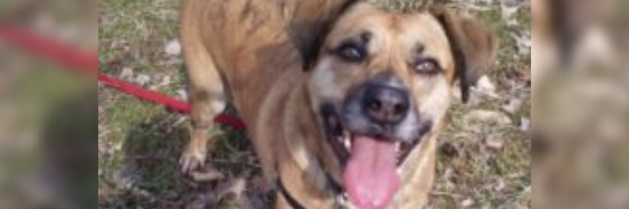 How My Dog Helped Me Through My PTSD and Saved My Life Photo of author's dog outside in the grass with its tongue out looking happily into the camera