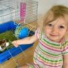 A little blonde girl is looking at the camera while she feeds her small guinea pig.