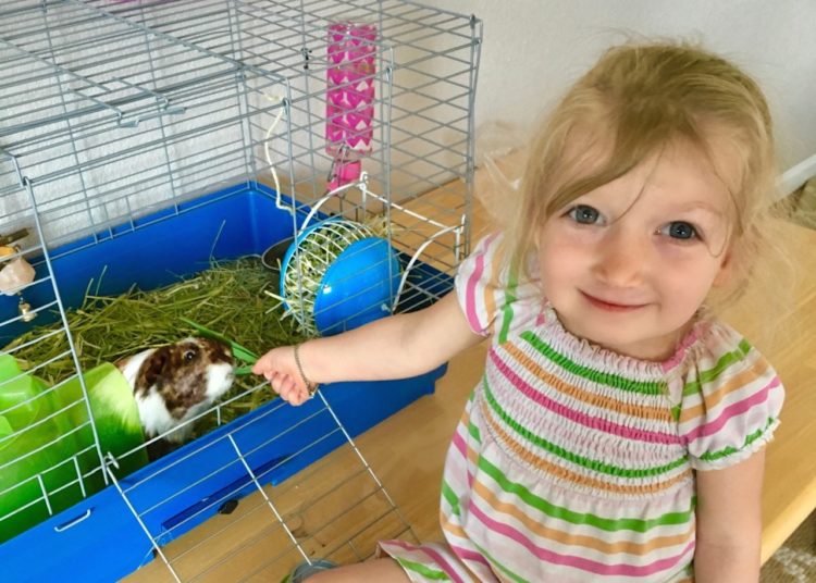 A little blonde girl is looking at the camera while she feeds her small guinea pig.