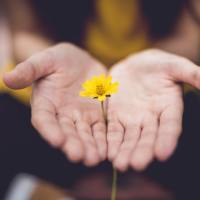 photo of person's hands cupped around small yellow flower or daisy, close up