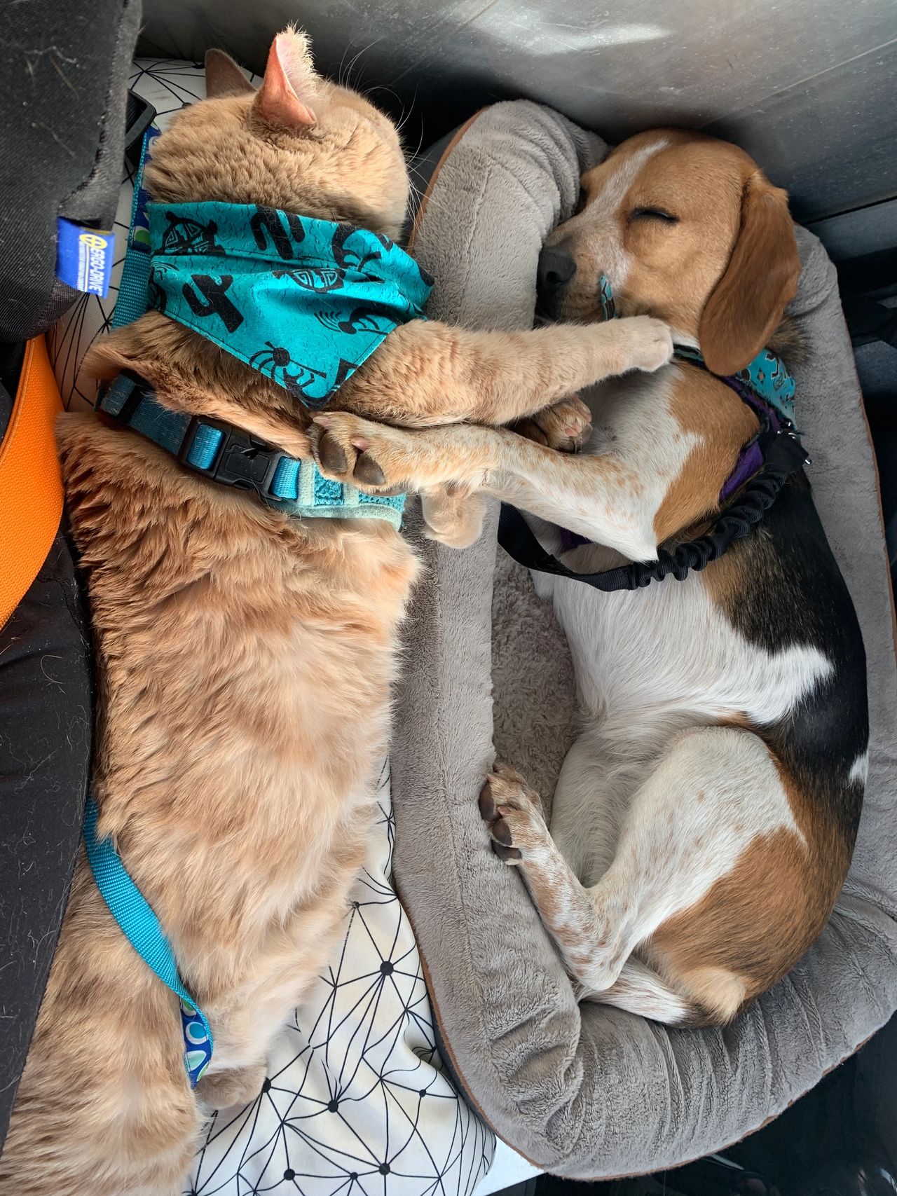 Chelsea's dog and cat cuddling in her van.