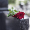 Rose on tombstone. Red rose on grave. Love - loss. Flower on memorial stone close up. Tragedy and sorrow for the loss of a loved one. Memory. Gravestone with withered rose (Rose on tombstone. Red rose on grave. Love - loss. Flower on memorial stone cl