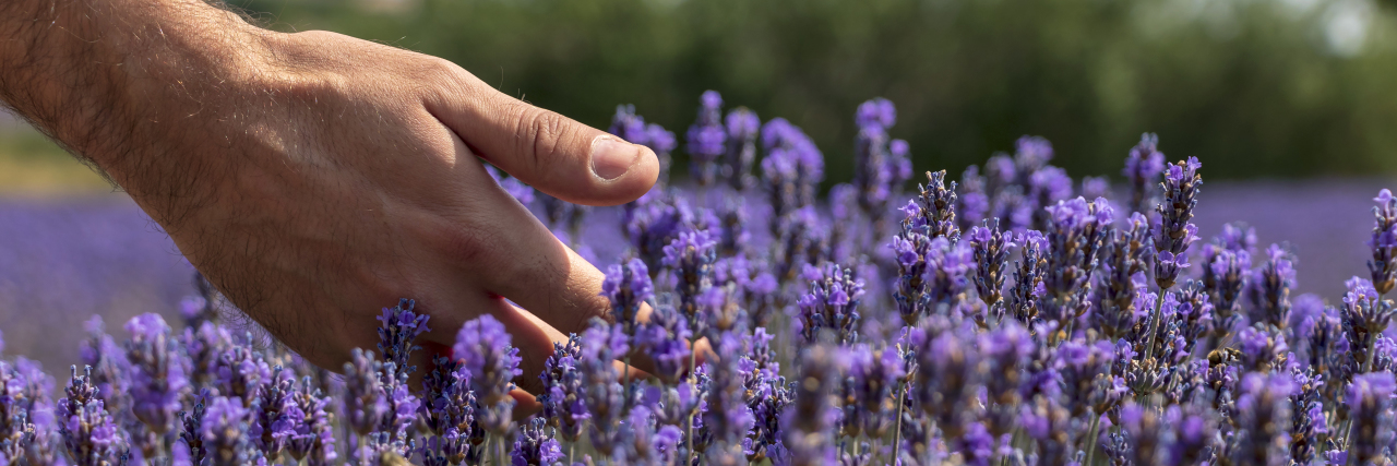Close-up of man's hand in sunny lavender field.